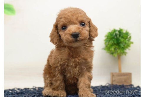 成約済の千葉県のタイニープードル-225152の2枚目